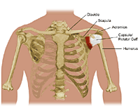 Anatomy of the shoulder