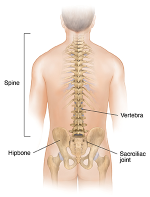 Back view of male torso showing spine and pelvis.