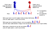 Ilustración genética, dos padres con rasgo de anemia drepanocítica